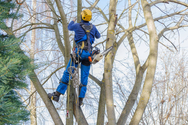 Best Arborist Consultation Services  in Emmitsburg, MD